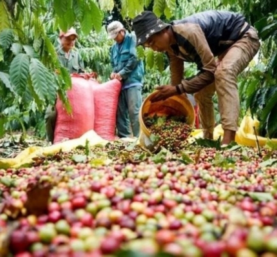 Coffee prices have fallen due to supply pressures; exports have increased in volume but decreased in value.